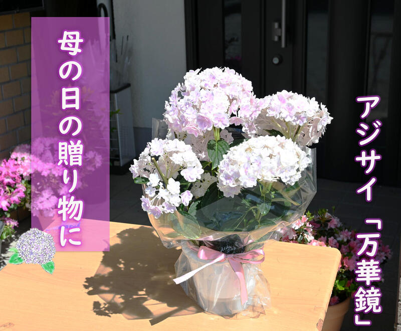 楽天市場】母の日 あじさい 万華鏡の通販