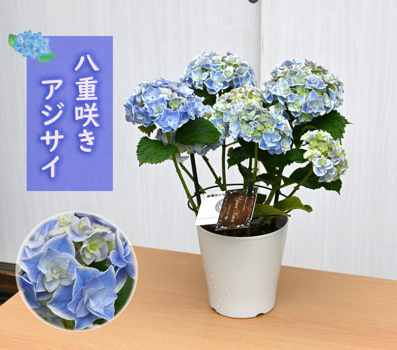 2023年開花終了剪定後でのお届け　八重咲きアジサイ ブルースター ブルー 紫陽花 鉢花 あじさい　開花株アジサイ（紫陽花・あじさい）ブルー 5号鉢　【22年入荷株】