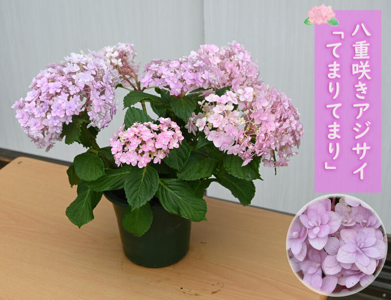 5月より発送 八重咲きアジサイ てまりてまり ピンク 紫陽花 鉢花 あじさい開花株アジサイ（紫陽花・あじさい）　てまりてまり ピンク 5号鉢　【23年入荷株】のサムネイル