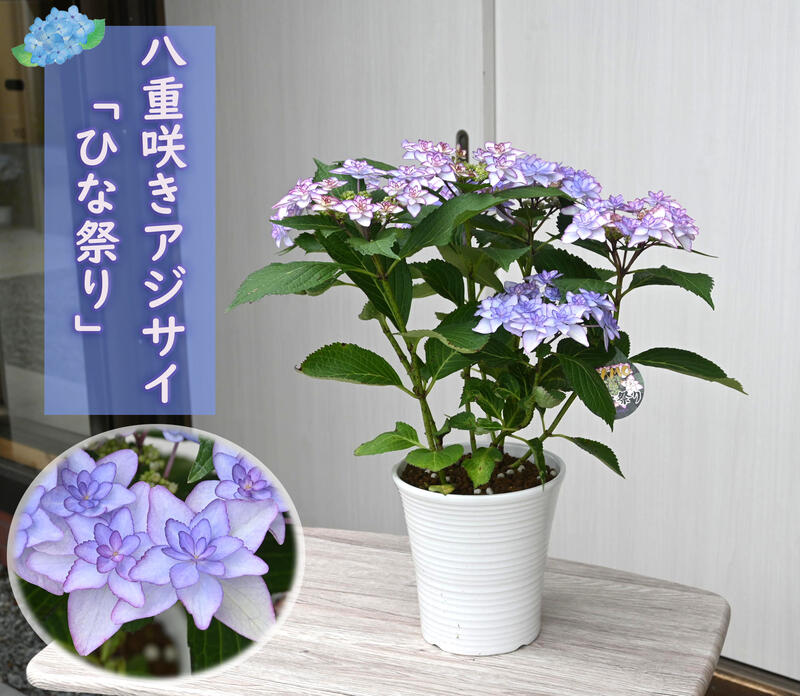 2023年開花終了剪定後花鉢植えアジサイ八重咲きアジサイ ひな祭り ブルー 紫陽花 鉢花 あじさい　開花株アジサイ（紫陽花・あじさい）ひな祭りブルー