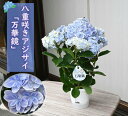 母の日ギフト5月より発送 母の日2024年 八重咲きアジサイ 万華鏡 ブルー 紫陽花 鉢花 あじさい 開花株アジサイ（紫陽花 あじさい）万華鏡ブルー 紫陽花鉢植え アジサイ