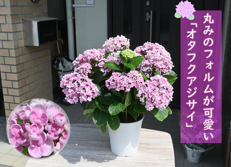 剪定後のお届けとなります　お多福アジサイ鉢花紫陽花お誕生日プレゼントに花鉢植え アジサイ2022年5月に開花 ウズアジサイ オタフクアジサイ　ピンク 紫陽花 鉢花 あじさい　開花株アジサイ（紫陽花・あじさい）おたふくあじさい【22年入荷株】紫陽花鉢植えのサムネイル