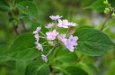 紫陽花　しまなみの光　アジサイ　小苗 ヤマアジサイ 八重咲き