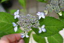 剪定後の状態でのお届けとなります。紫陽花 雷光 アジサイ 小苗 ヤマアジサイ 八重咲き