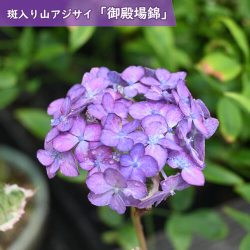 楽天市場】斑入り あじさいの通販