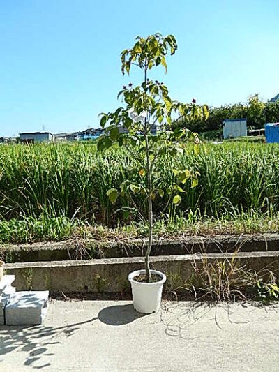 苗木 ハナミズキ苗ピンク花花水木21年開花苗ハナミズキシンボルツリー ハナミズキ 植木 ハナミズキ ガーデニング 農業 21年の花芽あります 実もついています 高さ 約150センチ前後の大苗です 園芸百貨店何でも揃うこぼんさい 苗木 ハナミズキ苗ピンク花花水木21年開花苗ハナミズキシンボルツリー ハナミズキ 植木 ハナミズキ ガーデニング 農業 21年の花芽あります 実もついています 高さ 約150センチ前後の大苗です 園芸百貨店何でも揃うこぼんさい