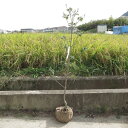 2024年4月~5月に開花のハナミズキクラウドナイン記念の植樹に白い花水木シンボルツリー 【ハナミズキ 苗木】 ハナミズキ白花 クラウドナイン