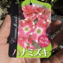 ハナミズキ苗花水木苗木アップルブロッサムハナミズキアカ花 ハナミズキ高さ 50センチ〜60センチ前後花芽有ハナミズキ 苗木
