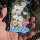 2025年4月の開花苗ハナミズキハナミズキ苗花水木 クラウドナインハナミズキシロ花 ハナミズキ高さ 50センチ前後