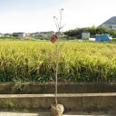 ハナミズキ苗シンボルツリー 花水木 150センチ前後 大苗アカ花 寝巻苗 ハナミズキ