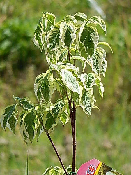 ハナミズキチェロキーディブレーク自宅の記念の植樹に花水木シンボルツリー 【ハナミズキ 苗木】　ハナミズキシロ花斑入り葉なので葉色も楽しめます