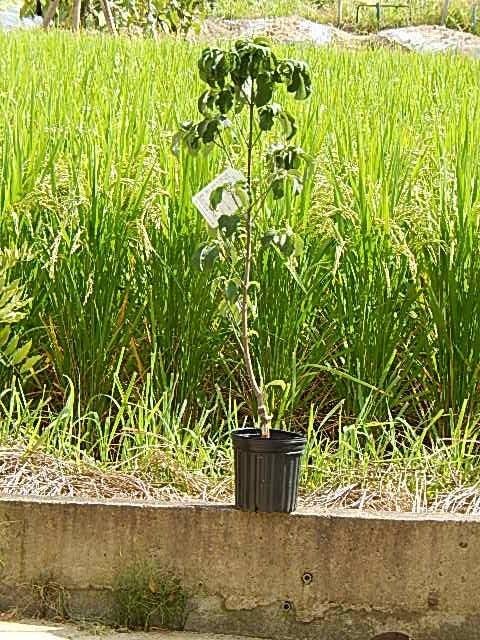 4月から5月に開花のハナミズキ苗木ハナミズキクラウドナイン苗木記念の植樹に花水木シンボルツリー 【ハナミズキ 苗木】　秋には実もなりますアメリカハナミズキ苗