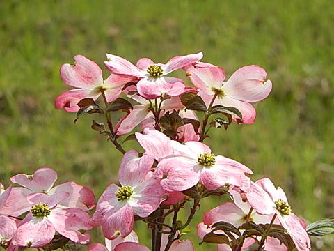 母の日プレゼントにもおすすめです5月に開花アメリカハナミズキピンク花苗　ジュニアミス当店　おすすめ花水木シンボ…