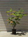 柏葉八重アジサイ 【紫陽花の大苗】6号サイズ八重柏葉2025年5月開花予定の状態でお届けとなります