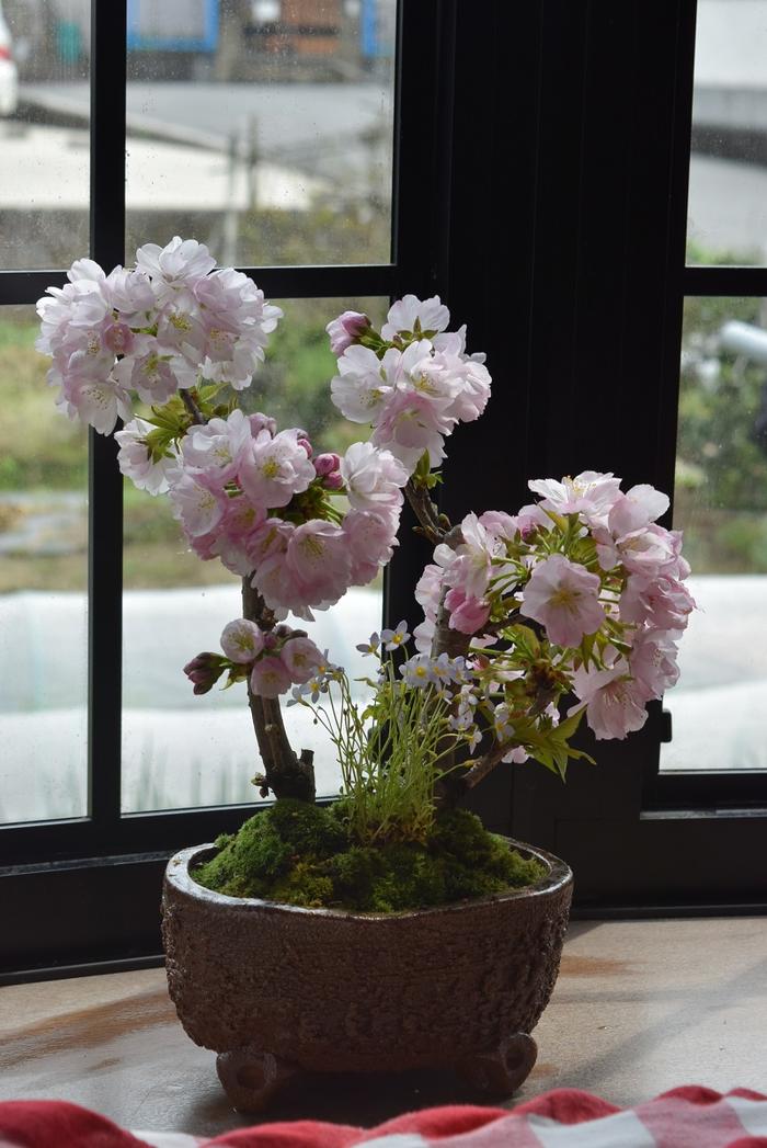 身近に桜のお花見を楽しむ2024年4月に開花満開の桜を楽しむプレゼント贈り物にさくら盆栽桜盆栽ツイン八重南殿桜盆栽信楽鉢入り 八重桜盆栽