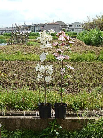 ハナミズキ苗ピンクのハナミズキ2018年4月に開花　ジュニアミス当店　おすすめ花水木シンボルツリー 　　ハナミズキピンク花クラウドナインハナミズキ　2色セット