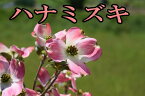 母の日プレゼントに2024年5月に開花薄紅色に咲くハナミズキプレゼントにハナミズキ苗ピンクのハナミズキジュニアミス当店おすすめ花水木シンボルツリー ハナミズキ苗木ピンク花ハナミズキ苗ジュニアミス