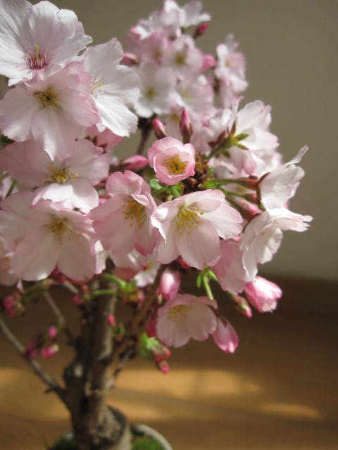 笑顔の花が咲くサクラのお花見を 5月に母の日ギ...の紹介画像2