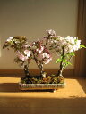 自宅でサクラのお花見が楽しめる桜 盆栽桜の方舟桜盆栽桜盆栽でお花見豪華桜3種桜寄せ植え桜盆栽 2022年花芽付の桜盆栽となります。海外でも　BONSAI ボンサイと言います。　