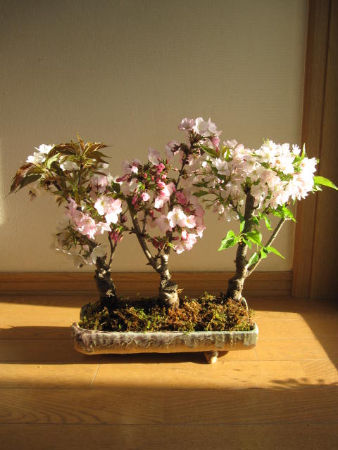 桜 盆栽梅 盆栽桜 盆栽桜の方舟桜盆栽桜盆栽でお花見豪華桜3種桜寄せ植え桜盆栽 年花芽付の桜盆栽となります 芝生の目土 海外でも Bonsai 桜 ボンサイと言います 園芸百貨店何でも揃うこぼんさい桜の寄せ植え盆栽 春にはいろんな桜を見よう 開花は毎年 4月中頃