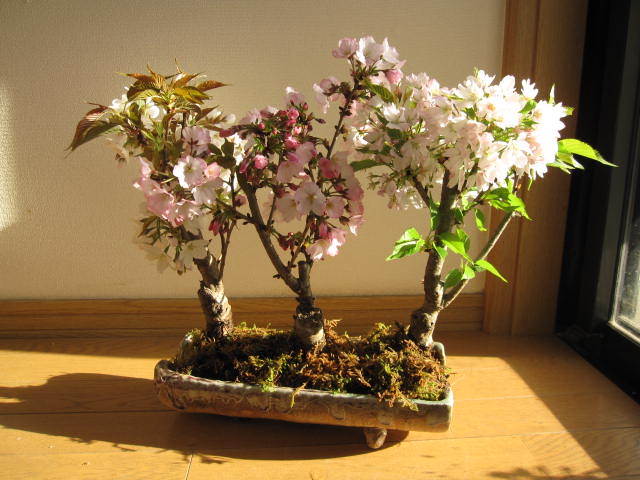 自宅でお花見桜盆栽桜の方舟桜盆栽豪華桜3種桜寄せ植え桜盆栽 