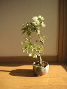 めずらしい希少な黄桜盆栽ウコン桜盆栽右近さくら盆栽信楽鉢入り 2023年4月開花花芽付の桜盆栽となります。海外でも　BONSAI ボンサイと言います。 2