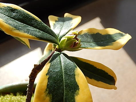 斑入り葉沈丁花マエジマ沈丁花前島ミニ盆栽 ジンチョウゲ鉢植え花の香りがいいかおりがします。自然の香水 沈丁花信楽鉢入り開花鉢植え 覆輪沈丁花前島