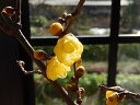 2024年1月〜2月開花花芽つき　満月ロウバイ鉢植え蝋梅 ロウバイ蝋梅のお花からとてもいい香りします。 2