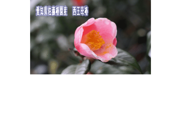 楽天市場 椿大苗大苗椿庭木西王母椿 ツバキ苗愛丹精込めて 育てられた椿の苗です 接ぎ木苗つばき 園芸百貨店何でも揃うこぼんさい 楽天市場 椿大苗大苗椿庭木西王母椿 ツバキ苗愛丹精込めて 育てられた椿の苗です 接ぎ木苗つばき 園芸百貨店何でも揃うこぼんさい