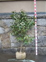 椿庭木 【送料無料】 【ツバキ】椿 紅卜伴椿