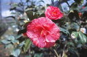 草紙洗椿 【庭木】 【ツバキ】古典椿 草紙洗椿 草紙洗椿 【庭木】 【ツバキ】古典椿 草紙洗椿