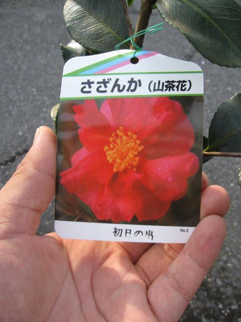 サザンカ初日の出　 【庭木】 【山茶花】サザンカ苗