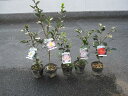 山茶花苗　サザンカ花芽有五種セット　  サザンカ苗 　送料無料 いろんなお花が楽しめます。