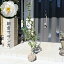 2025年 開花苗 朝倉サザンカ寝巻 山茶花 サザンカ 5,980円