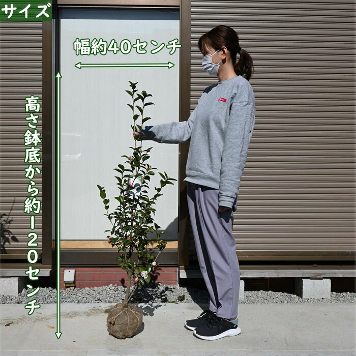 2025年 開花苗 朝倉サザンカ 根巻苗 山茶花 サザンカ