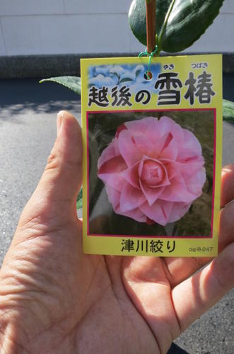 【庭木】 【ツバキ】人気つばき10種セット椿　挿し木2026年開花予定苗　椿苗販売