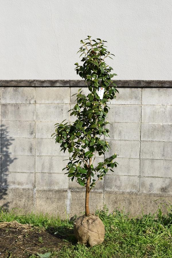 椿庭木高さ120センチ前後大苗 【ツバキ】椿 椿苗紅侘助つばき　大苗 1