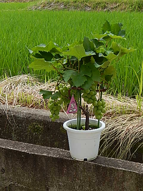 鉢植え葡萄巨峰実付きでお届け　6月下旬に実付きでお届け葡萄鉢植え向き巨峰 2023年の　贈り物に葡萄ぶどうが食べれます。　6月現在実付です