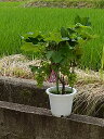 鉢植え葡萄巨峰実付きでお届け　7月下旬に実付きでお届け葡萄鉢植え向き巨峰 2023年の　贈り物に葡萄ぶどうが食べれます。予約販売　7月現在実付です