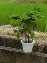 発送は7月下旬より鉢植え葡萄巨峰実付きでお届け 7月下旬に実付きでお届け葡萄鉢植え向き巨峰 2023年の 贈り物に葡萄ぶどうが食べれます。