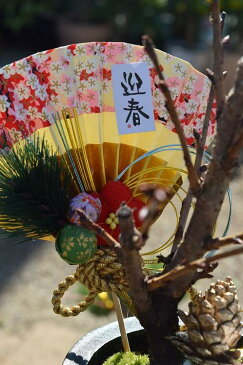 迎春　年末年始の贈り物にも最適　桜盆栽　2017年花芽付の桜盆栽となります。