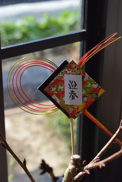 2025年4月頃開花桜盆栽　花芽付の桜盆栽となります。