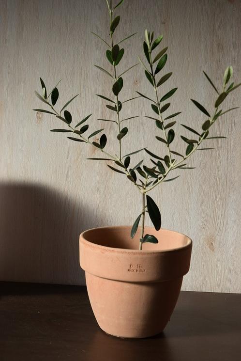 オリーブ オリーブ鉢植えイタリア製テラコッタ鉢入り【観葉植物】オリーブテラコッタ鉢入り　プレゼントにも最適