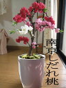 花桃鉢植え【南京桃しだれ桃】2023年3月から4月に開花お祝