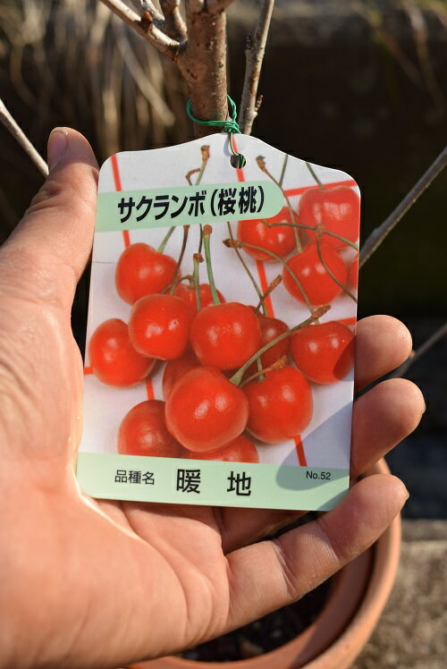 楽天市場 21年41月に開花のあとに 実がなるサクランボ 花も実も楽しめる鉢植 さらに実は食べれます暖地さくらんぼ サクランボ鉢植え サクランボ の収穫ができます 園芸百貨店何でも揃うこぼんさい