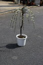 八重しだれ梅 白2025年3月から4月頃開花 しだれ梅苗 白梅 八重咲の白色と 香りの贈り物このサイズでは珍しい しだれ白梅