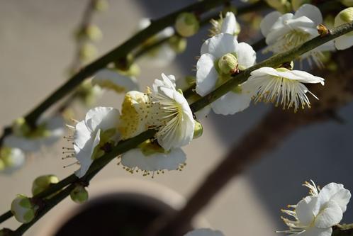 ���㤤ʪ�ޥ饽��������ŷ�ݥ����2��Ȭ�Ť���������2025ǯ3����� ������������ȭ���� Ȭ�ź���򿧤ȡ�����£��ʪ���Υ������Ǥ�������������������