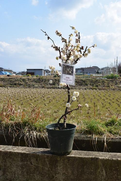 2022年2月頃開花雲竜梅 栽培が容易で寿命が長く味わいがあります!　　　　運気上昇　樹梅苗