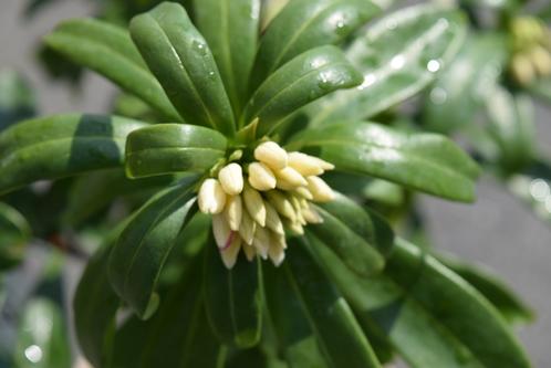 楽天市場 沈丁花鉢植え21年3月 4月に 開花鉢植え白花沈丁花ジンチョウゲ鉢植え花の香りがいいかおりがします 自然の香水沈丁花 信楽鉢入り若干鉢のデザインが変わる場合がございます 園芸百貨店何でも揃うこぼんさい 楽天市場 沈丁花鉢植え21年3月 4月に 開花鉢植え白花沈丁花ジンチョウゲ鉢植え花の香りがいいかおりがします 自然の香水沈丁花 信楽鉢入り若干鉢のデザインが変わる場合がございます 園芸百貨店何でも揃うこぼんさい