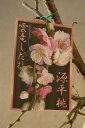 再入荷2022年2月雲竜しだれ桃【桃花】花芽有り　4月頃開花苗　雲竜　ハナモモ 源平桃【ゲンペイモモ】源平枝垂れ桃咲き分け枝垂れ桃【